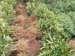 花椒樹的種植技術是啥？價格多少錢一棵？圖1