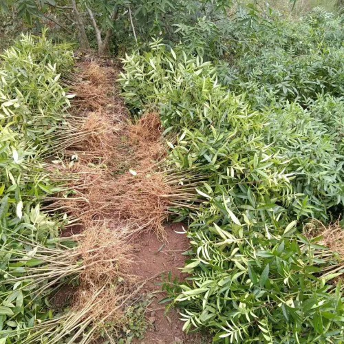 花椒樹的種植技術(shù)是啥？?jī)r(jià)格多少錢一棵？