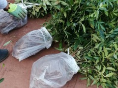 花椒樹的種植技術是啥？價格多少錢一棵？圖2