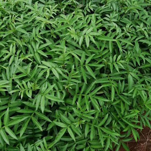 花椒樹為何不種家中？2019年種這三個(gè)種類掙錢！