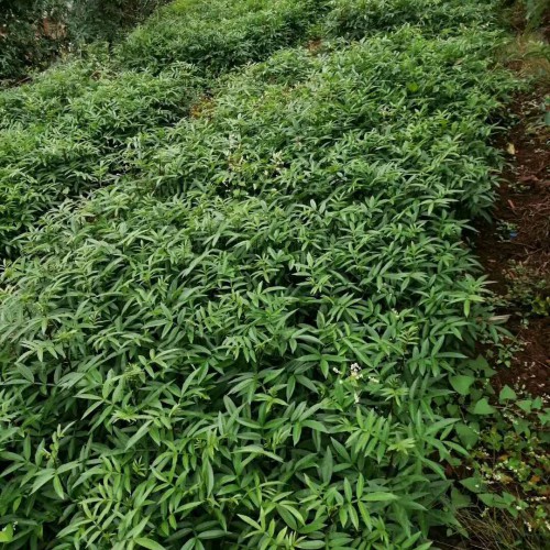 花椒種子何時(shí)獲得？解決方法是啥？