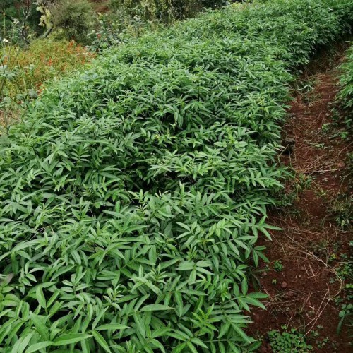 蕓香科花椒的種植前景如何？1畝盈利有是多少？