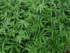 蕓香科花椒的種植前景如何？1畝盈利有是多少？圖2