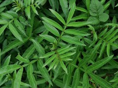 蕓香科花椒的種植前景如何？1畝盈利有是多少？圖3