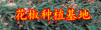 花椒的作用與功效有什么？花椒水能夠治痔瘡嗎？會造成負(fù)作用嗎？（附服用忌諱）