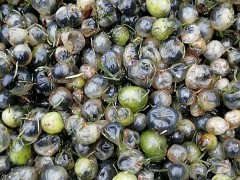 天冬種植技術_云南大天冬哪里有銷售？圖1