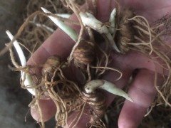 2020華重樓、七葉蓮、鐵燈臺(tái)市場(chǎng)價(jià)格多少錢一斤？生長(zhǎng)周期是多久？圖3