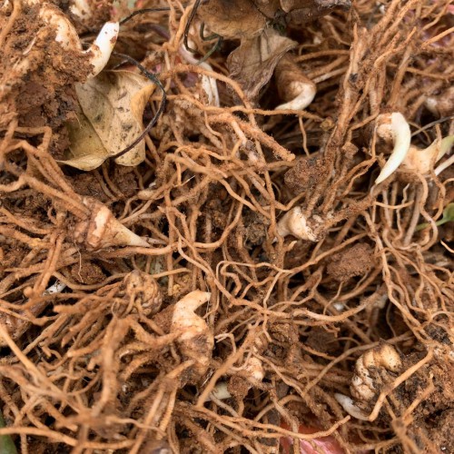 云南重樓價(jià)格是多少？七葉一枝花怎么種植？