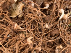 重樓種苗多少錢一株？種植一畝重樓需要多少重樓種苗？-重樓種植圖1