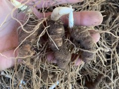 重樓種苗多少錢一株？種植一畝重樓需要多少重樓種苗？-重樓種植圖2