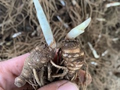 重樓種苗多少錢一株？種植一畝重樓需要多少重樓種苗？-重樓種植圖3