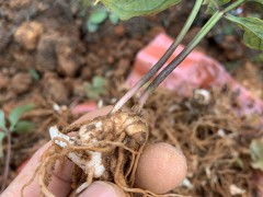 云南、貴州、四川重樓高效人工栽培技術(shù)圖1