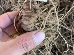 云南、貴州、四川重樓高效人工栽培技術(shù)圖2