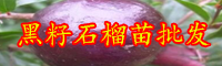 石榴一般何時(shí)完善？怎樣上肥？石榴批發(fā)銷售