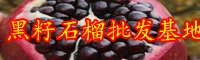 石榴果苗的種植技術(shù)是啥？?jī)r(jià)格多少錢一棵？