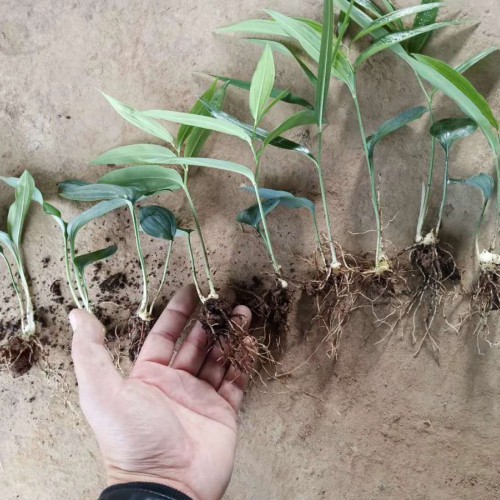 2020年中藥材黃精種植前景如何？其作用與功效是啥？