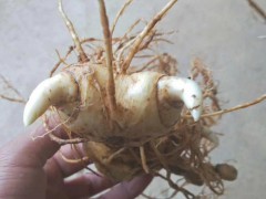 2020年中藥材黃精種植前景如何？其作用與功效是啥？圖2