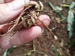 2020年中藥材黃精種植前景如何？其作用與功效是啥？圖3