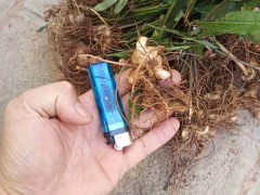 中藥材黃精價(jià)錢為是多少？它的作用與功效是啥？圖3