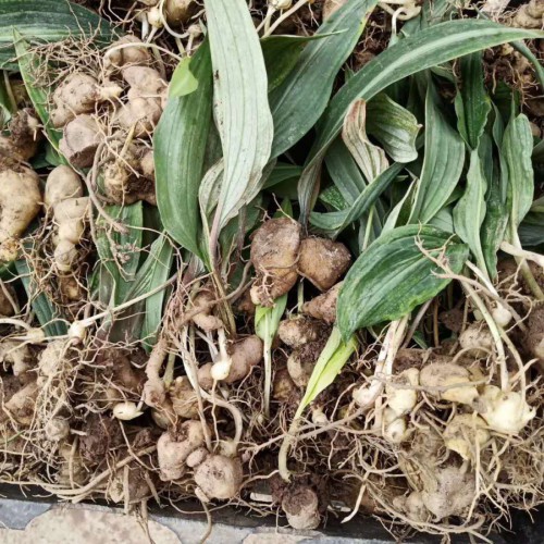 黃精的銷售市場(chǎng)價(jià)格多少？泡茶喝的作用有什么？