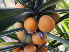 黃精價(jià)錢多少錢一斤？種植前景和經(jīng)濟(jì)效益如何？圖3