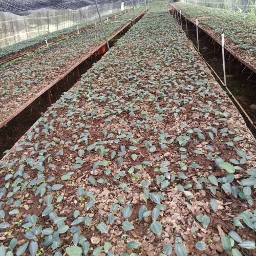黃精栽種一畝項目投資是多少成本費？種植前景怎樣？