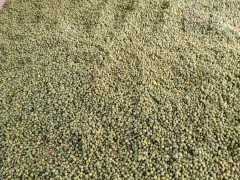 黃精栽種一畝項目投資是多少成本費？種植前景怎樣？圖3