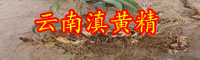 中藥材黃精種植前景怎樣？附經(jīng)濟(jì)收益參照