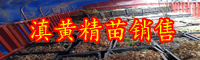 黃精價格行情多少錢一斤？那樣種輕輕松松增產(chǎn)！