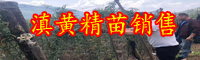 滇黃精價(jià)格行情大約多少錢(qián)一斤？作用與主冶是啥？鮮品畝產(chǎn)量是多少斤？怎樣採(cǎi)收與粗加工？