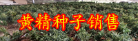 栽種黃精經(jīng)濟收益怎樣？原產(chǎn)地有什么？能夠補腎壯陽嗎？