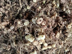 中藥材黃精價(jià)錢為是多少？它的作用與功效是啥？圖3