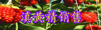 黃精栽種一畝項目投資是多少成本費？種植前景怎樣？