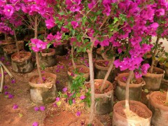 三角梅是贊比亞的國(guó)花嗎？云南三角梅品種怎樣？常見(jiàn)的三角梅品種？圖2