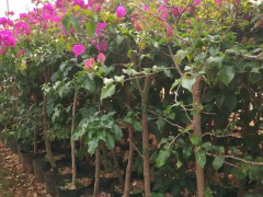 三角梅是贊比亞的國(guó)花嗎？云南三角梅品種怎樣？常見(jiàn)的三角梅品種？圖3