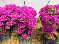 中國三角梅產(chǎn)地在哪里？如何養(yǎng)才開花好？圖2