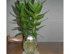 什么是觀音竹?今日觀音竹種植基地多少錢?圖1