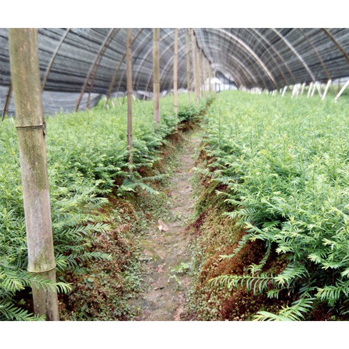 云南優(yōu)質昆明四照花繁育基地/大的四照花苗木