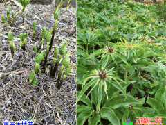 多芽重樓苗★云南矮桿重樓種苗基地★基地_種植技術(shù)圖1