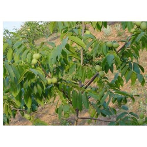 一棵云南新品種嫁接核桃苗價(jià)錢？有哪些注意事項(xiàng)？