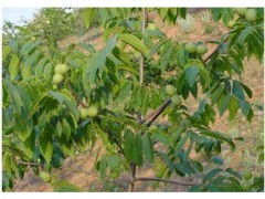今年核桃苗多少錢(qián)一株？清香\香玲\遼核1號(hào)\8518核桃苗怎么樣?圖1
