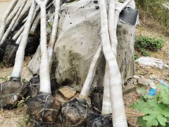 怎么種植技術(shù)晚熟芒果品種芒果圖1