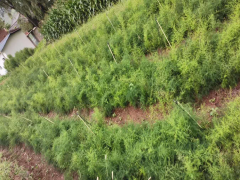 近期天麻種苗價(jià)格_永勝縣騰雄中藥材種植專業(yè)合作社圖3