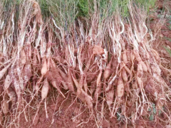 天麻如何種植好？_云南天麻種子供應(yīng)商圖3