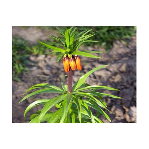 今年貝母的價格怎么樣?豐產(chǎn)產(chǎn)種植技術(shù)有哪些？