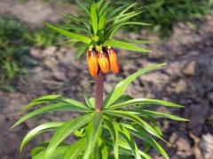 今年貝母的價格怎么樣?豐產(chǎn)產(chǎn)種植技術有哪些？圖2