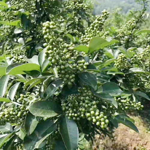 產(chǎn)地云南花椒種植的方法及注意事項