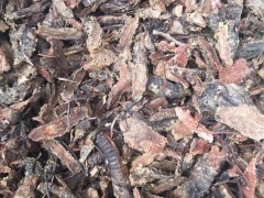 中藥紅景天價(jià)格多少錢一斤？主要哪里多？什么時(shí)候種植？（附栽培技術(shù)）圖3