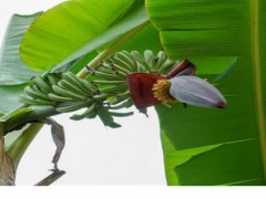芭蕉樹(shù)成什么樣子?云南芭蕉樹(shù)種植賺錢(qián)嗎?圖1