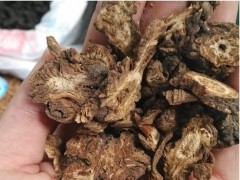 羌活的種植技術(shù)_羌活的生長習(xí)性_羌活的繁殖技術(shù)圖2